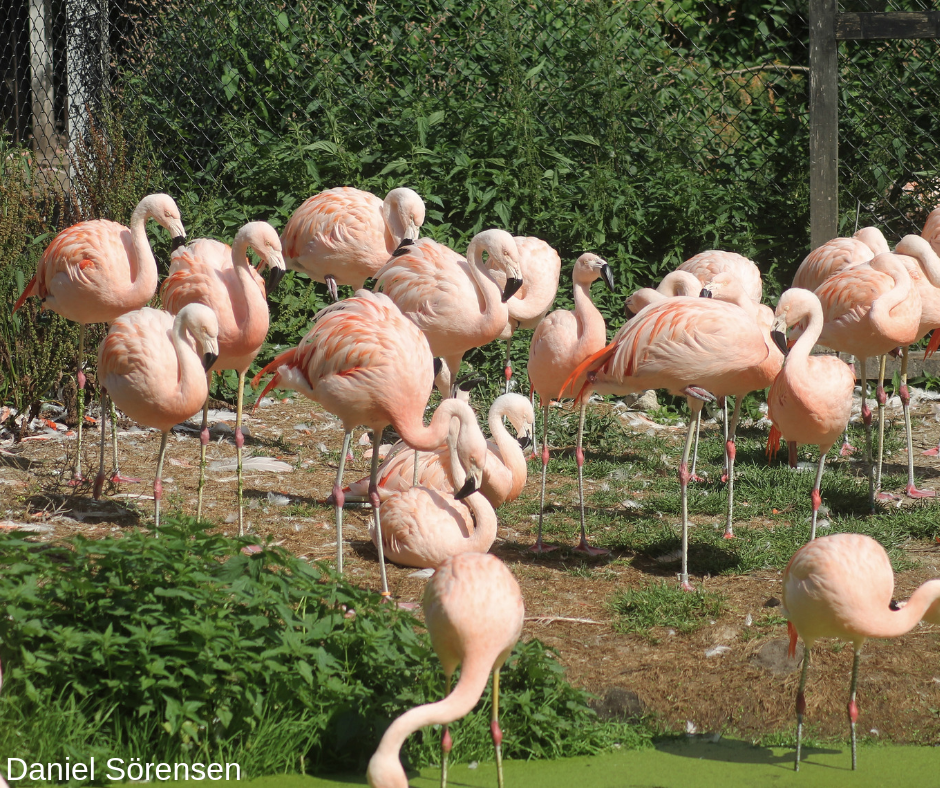 Chilean flamingos