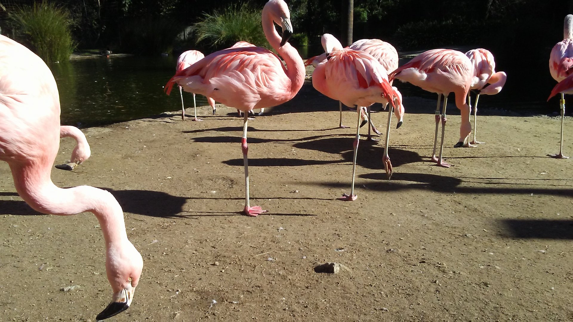 Chilean flamingos