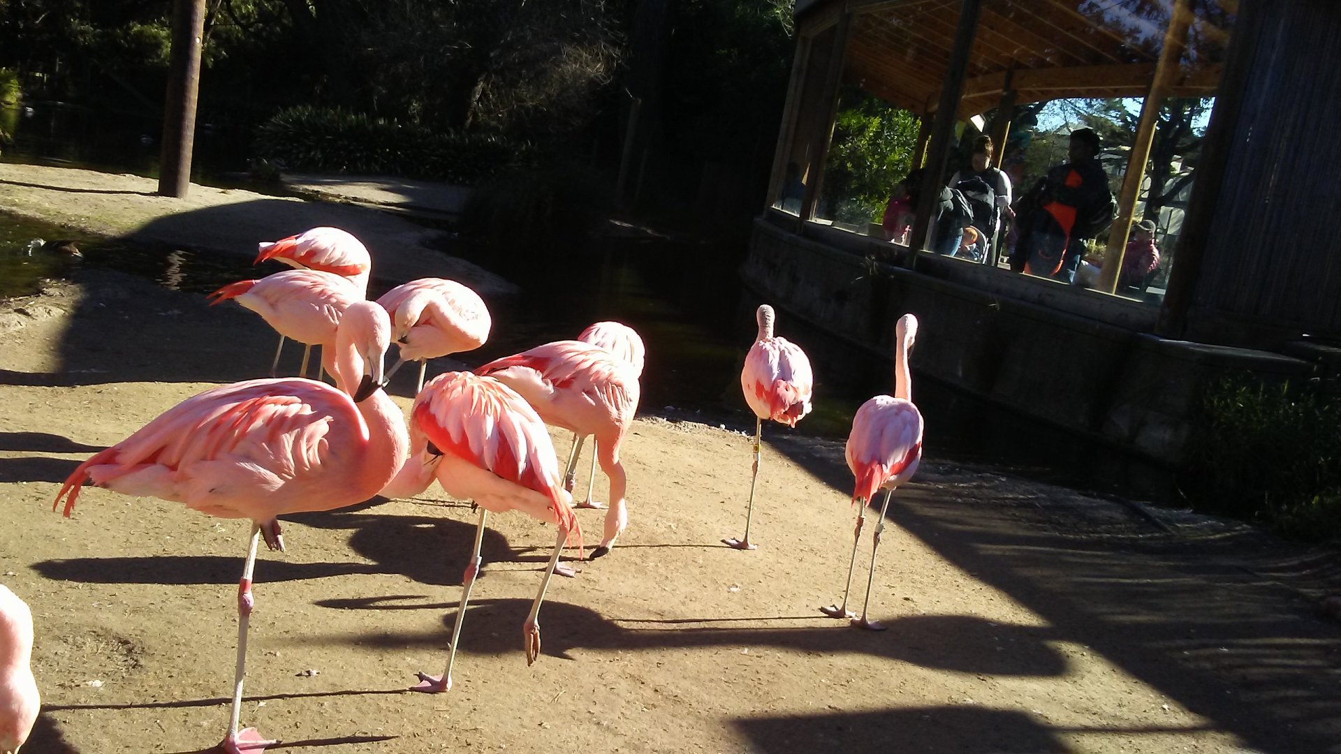 Chilean flamingos