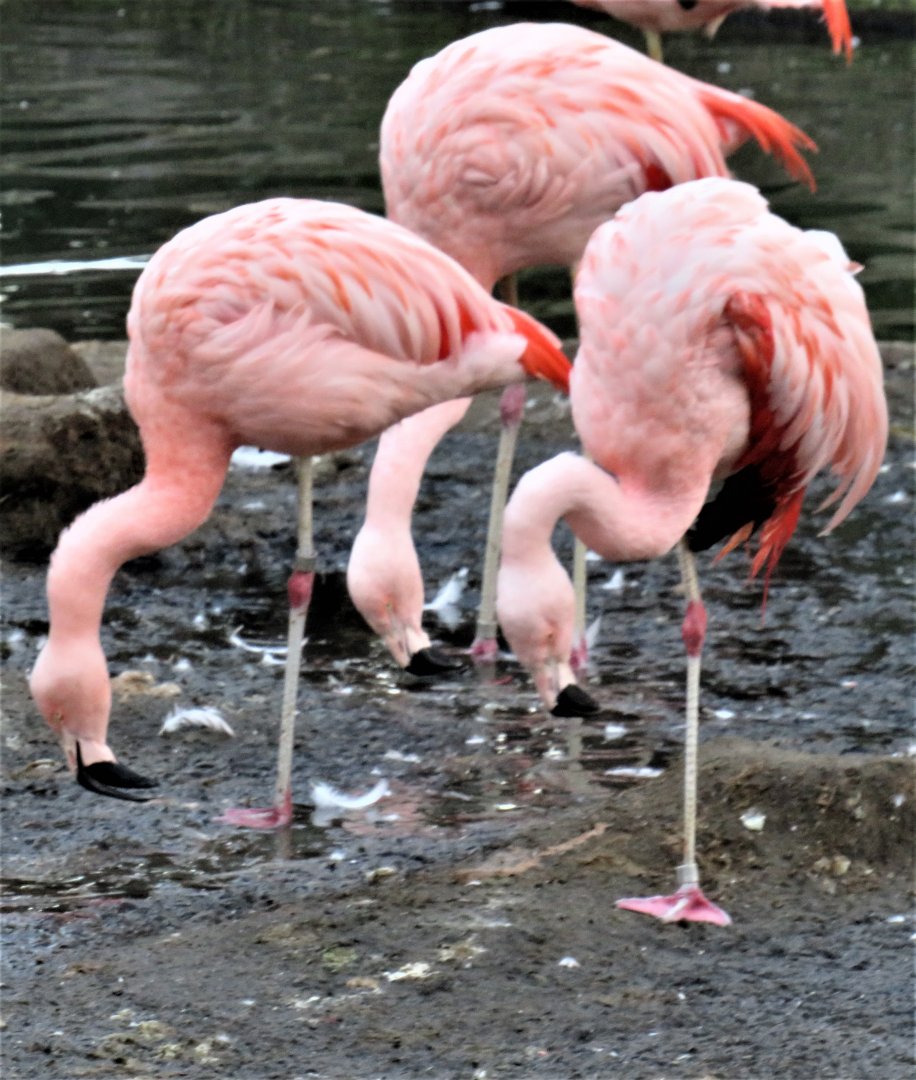 Chilean flamingos