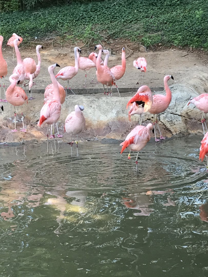 Chilean flamingos