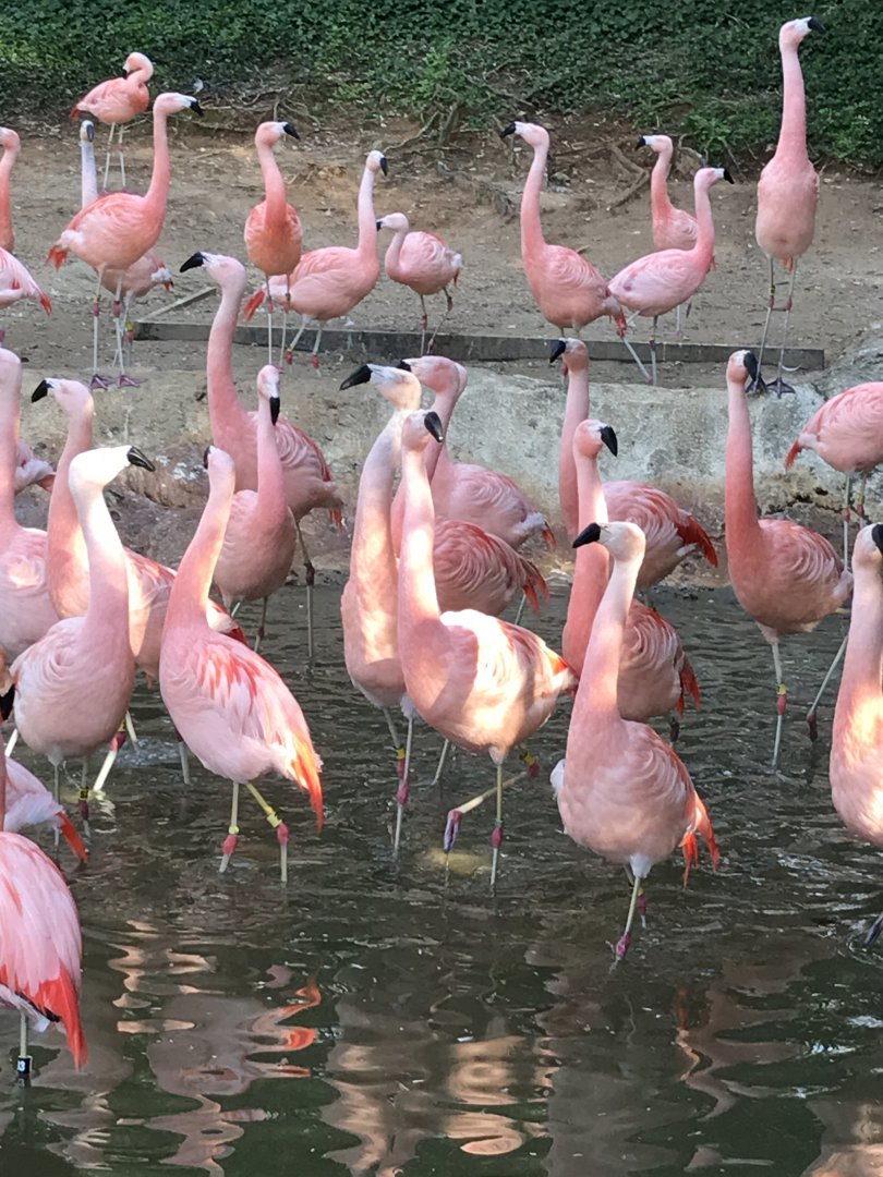 Chilean flamingos