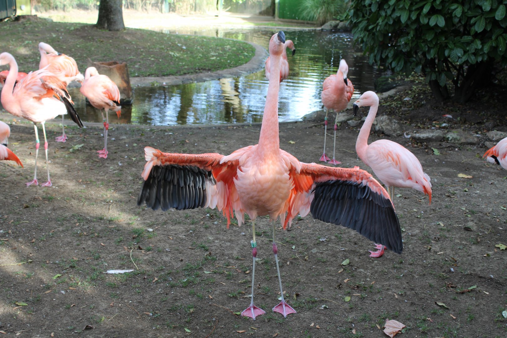 Chilean Flamingos