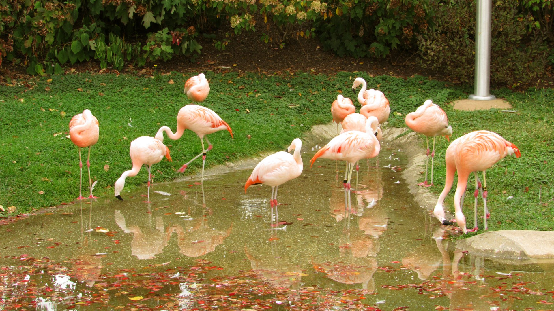 Chilean Flamingos