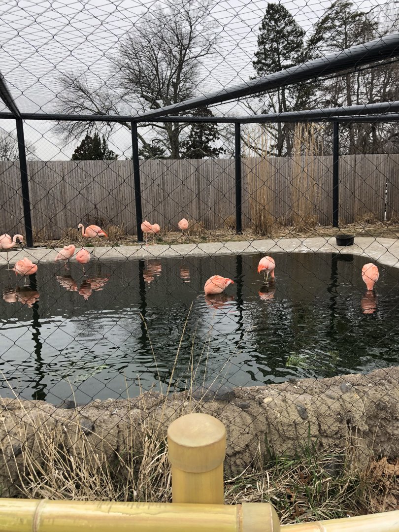 Chilean Flamingos