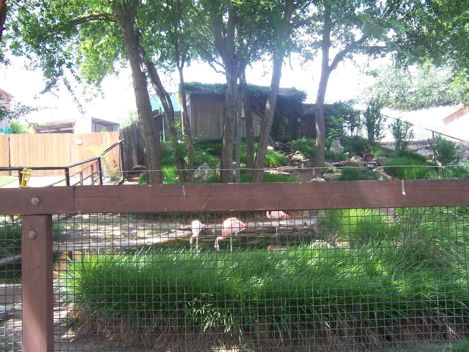 Chilean Flamingos