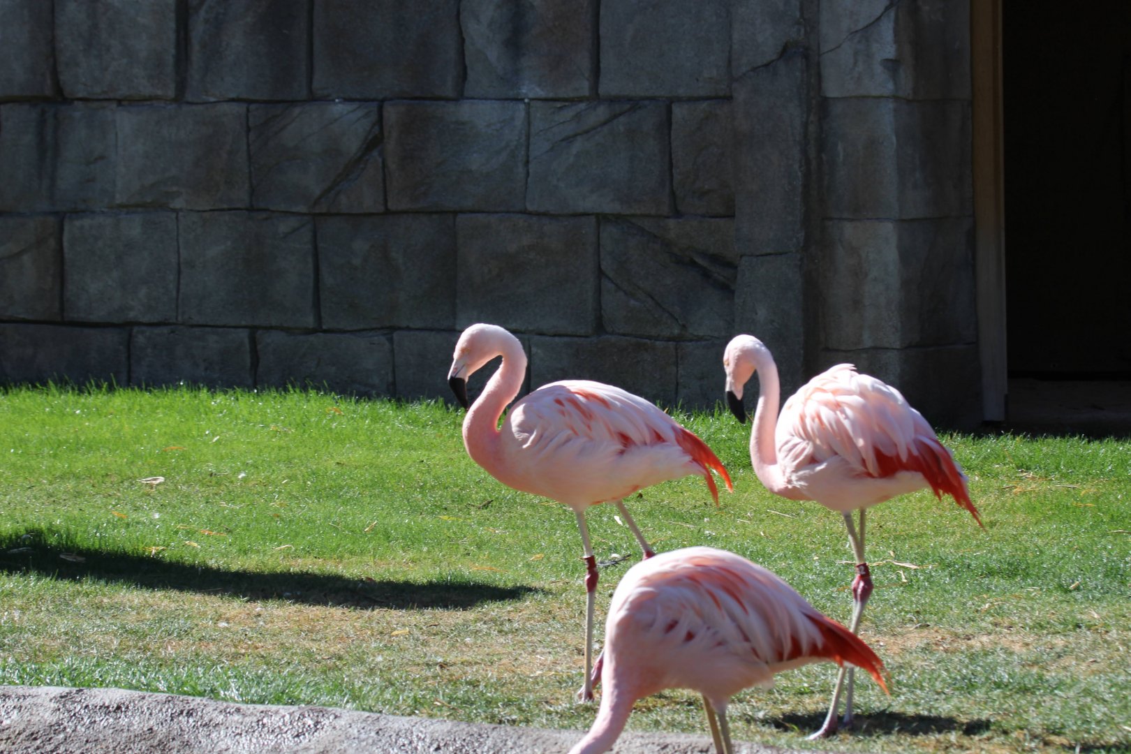 Chilean Flamingos