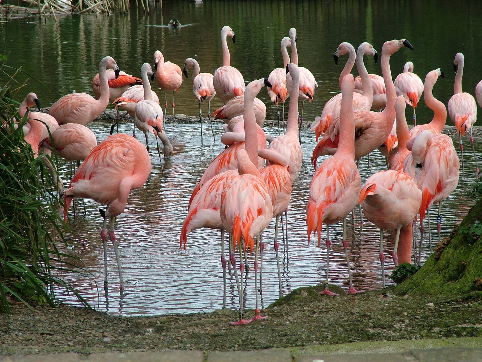 Chilean Flamingos