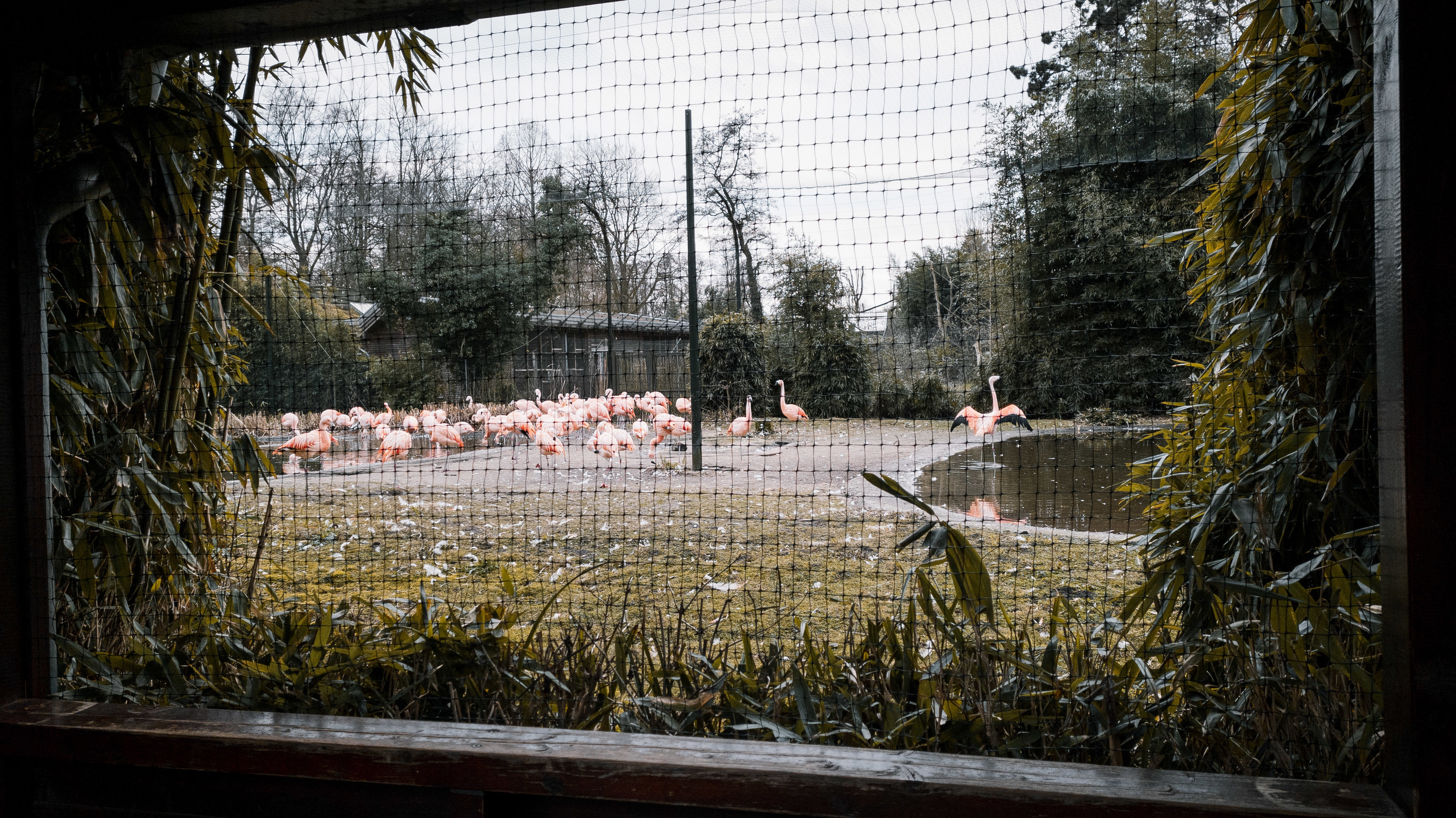 Chilean Flamingos