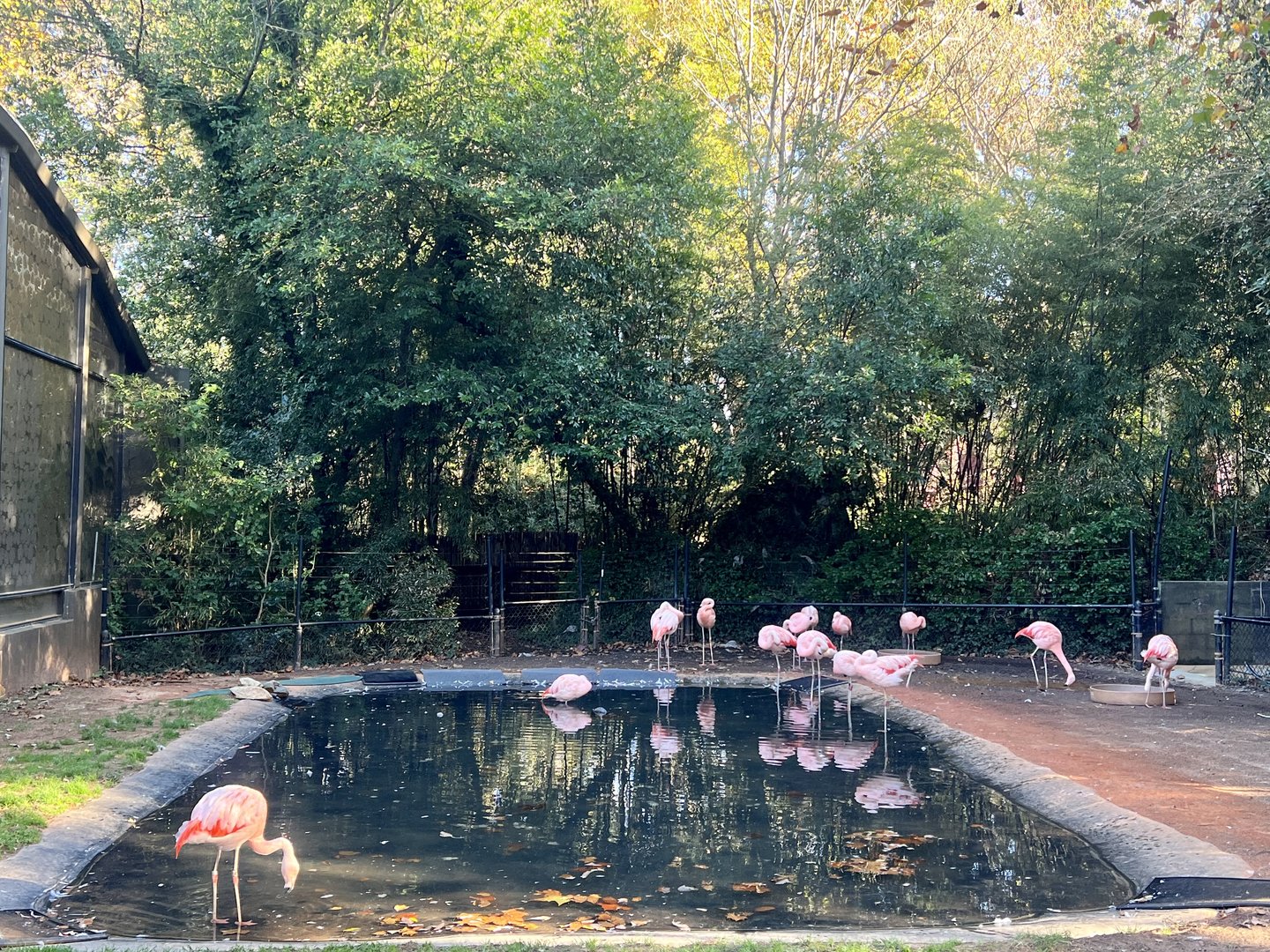Chilean Flamingos