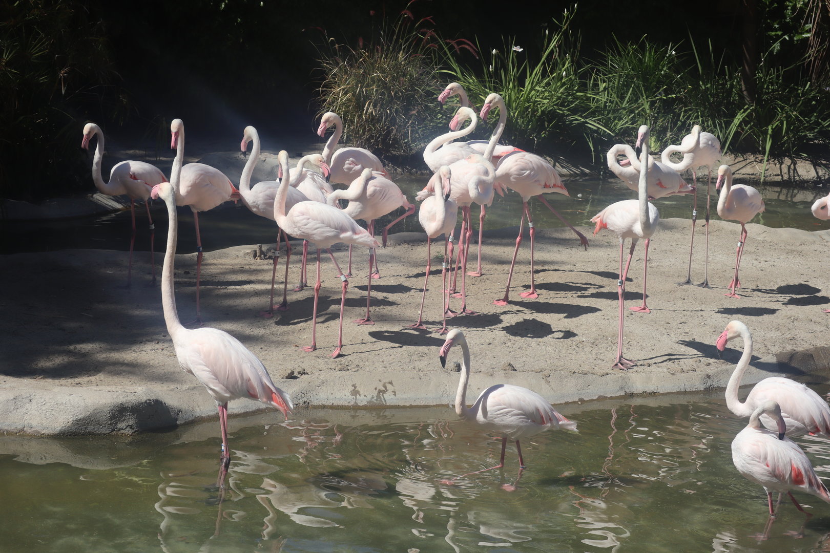 Chilean Flamingos