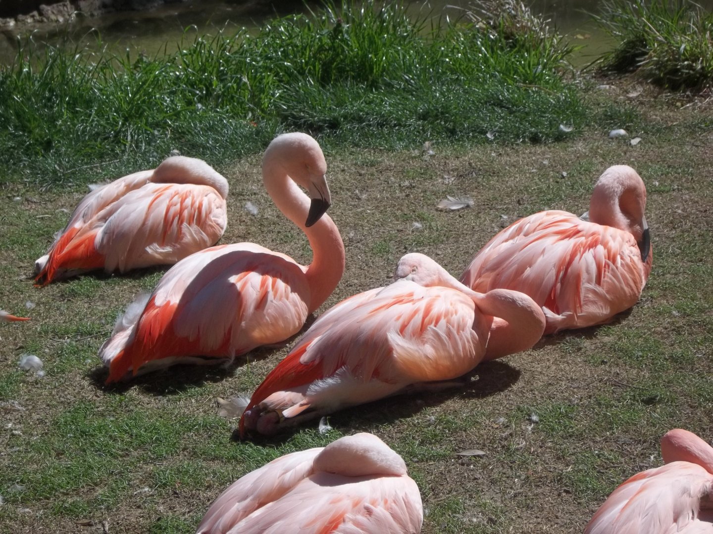 Chilean Flamingos