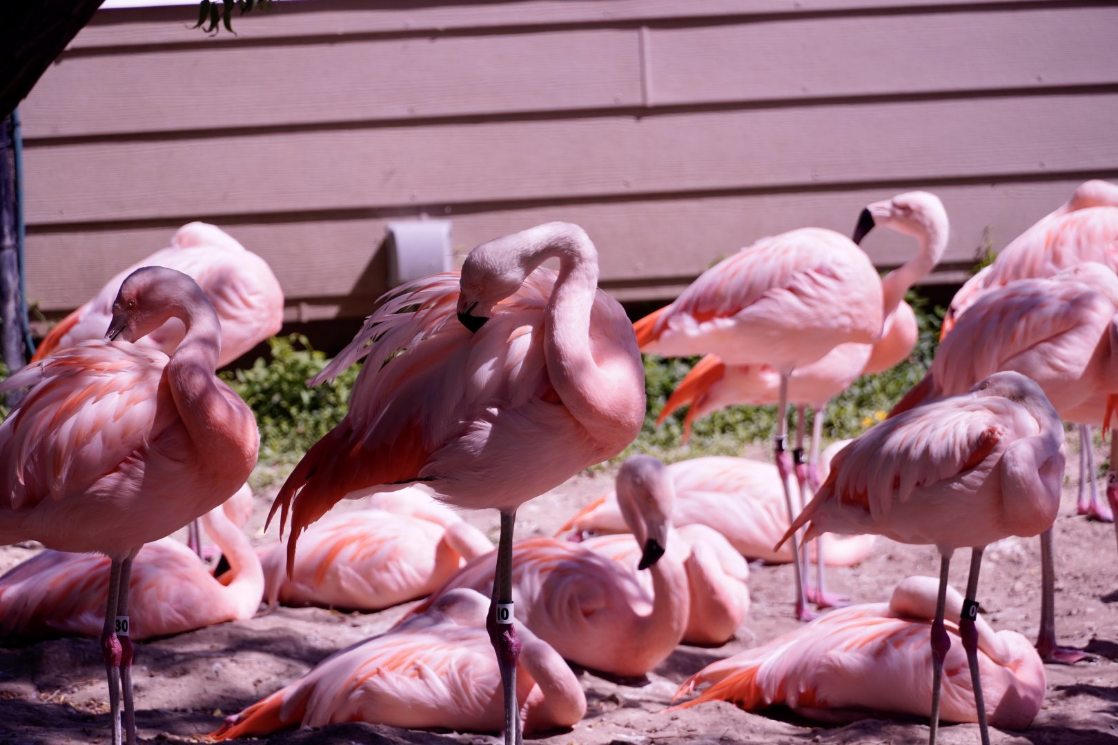 Chilean Flamingos