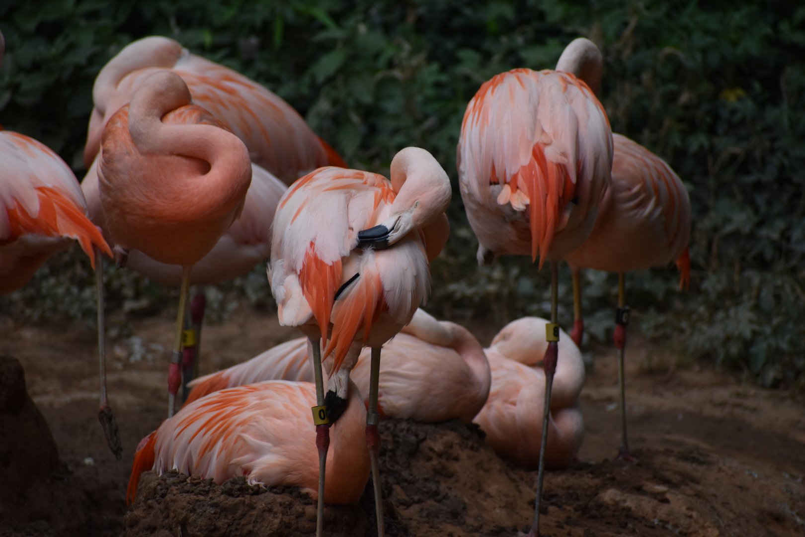 Chilean Flamingos