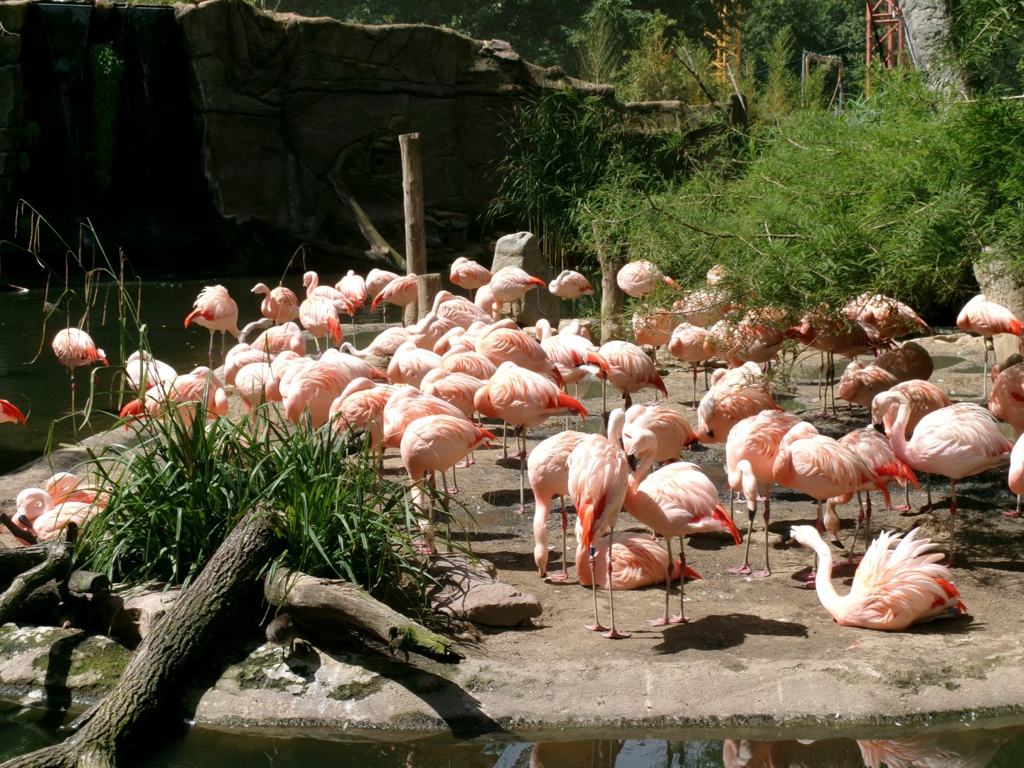 Chilean flamingos