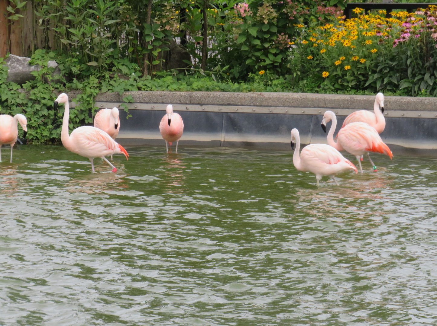 Chilean flamingos