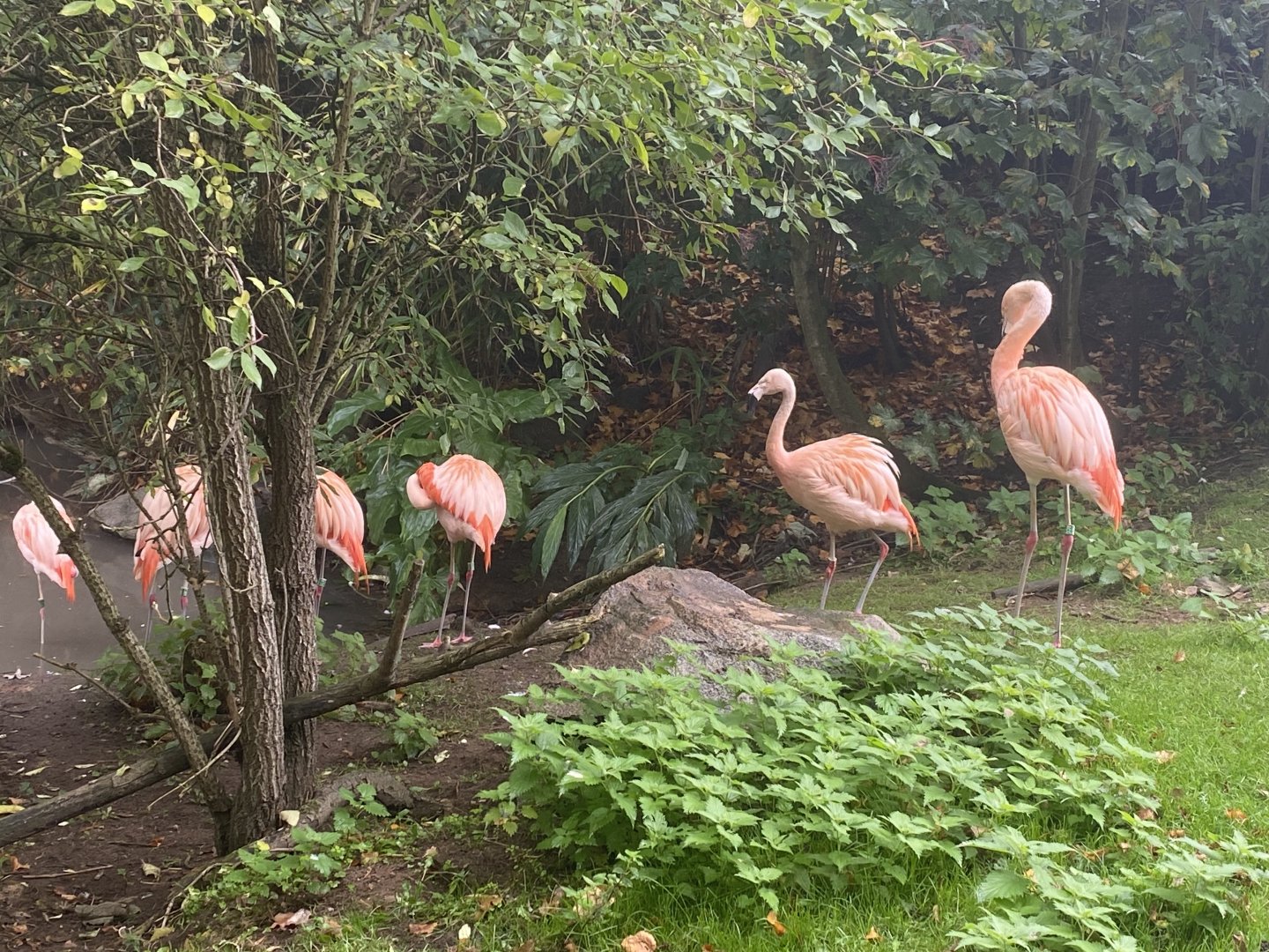 Chilean flamingos