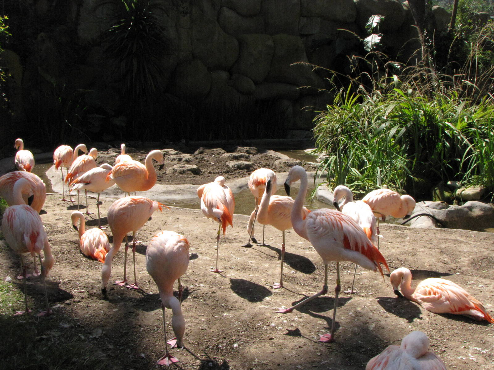 Chilean Flamingos