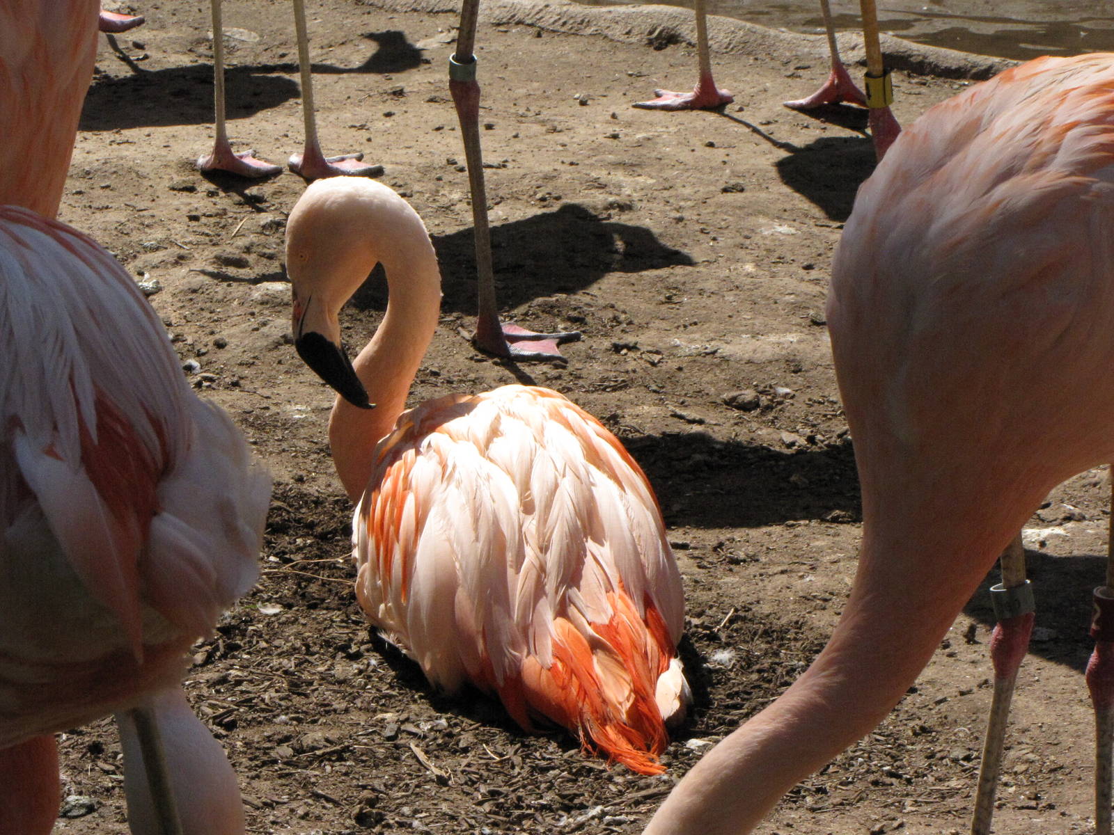 Chilean Flamingos