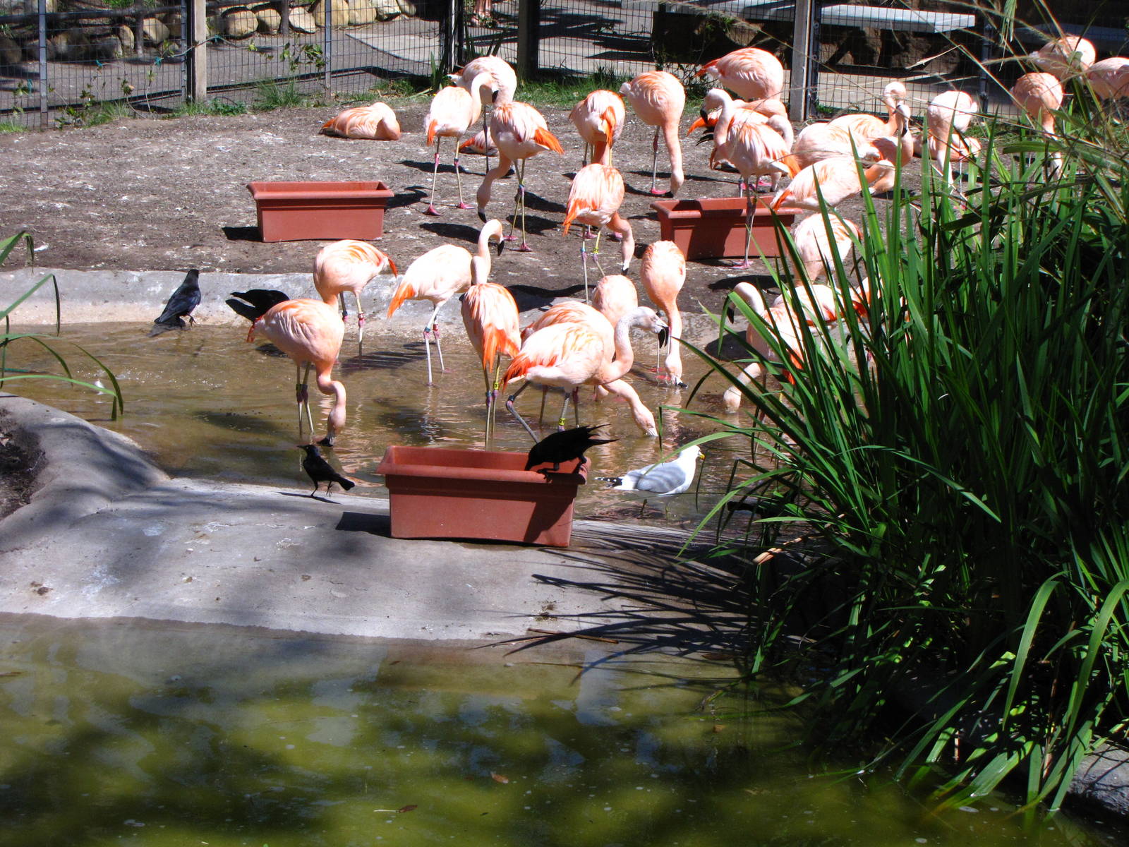 Chilean Flamingos