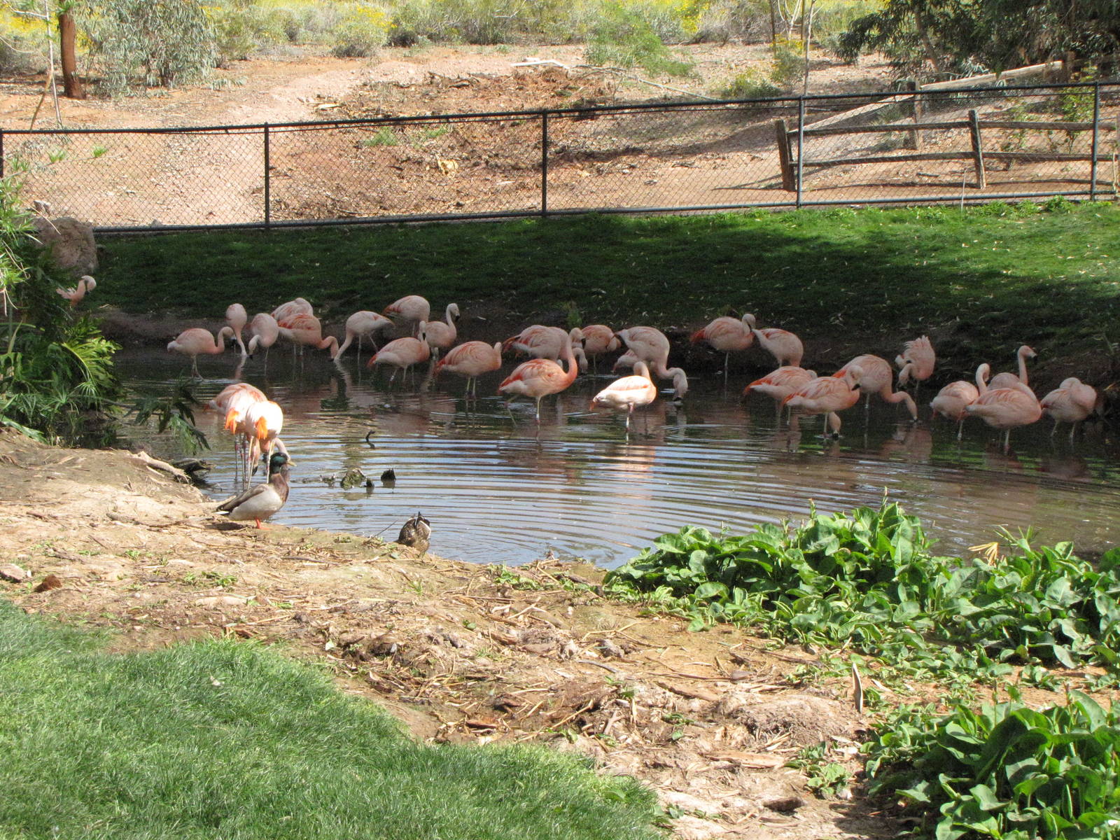 Chilean Flamingos