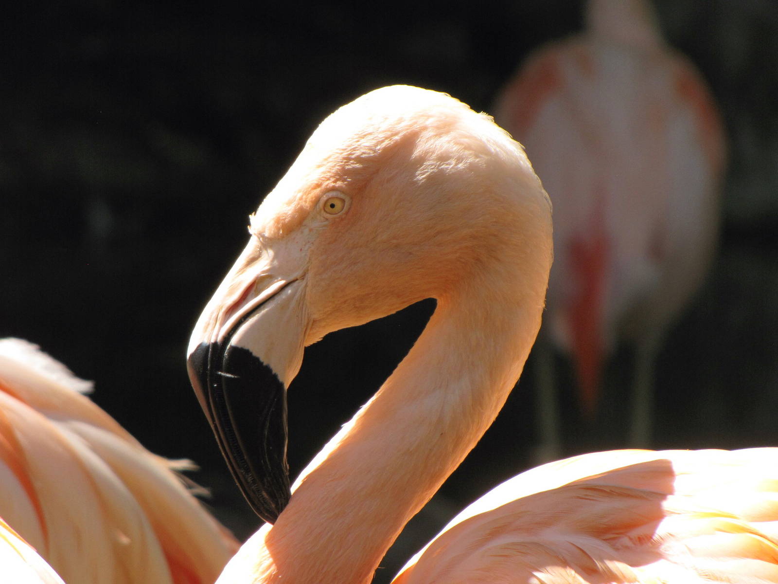 Chilean Flamingos