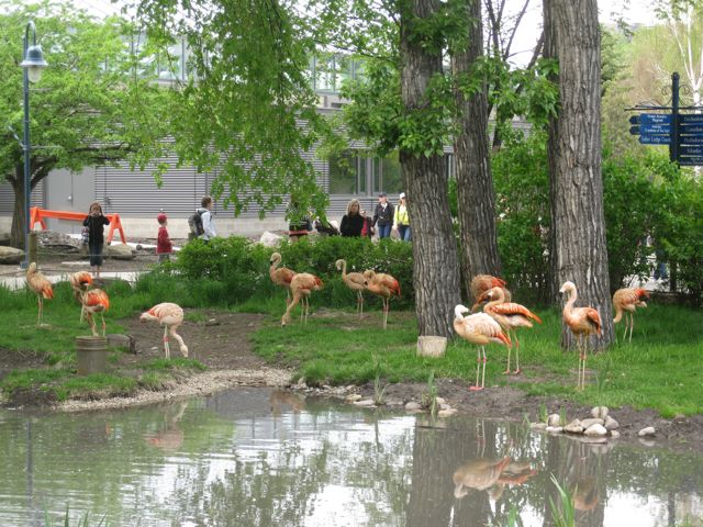 Chilean Flamingos