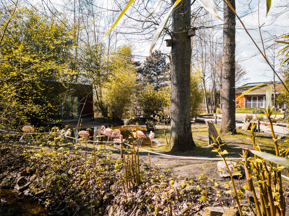 Chilean Flaminos (Phoenicopterus chilensis)