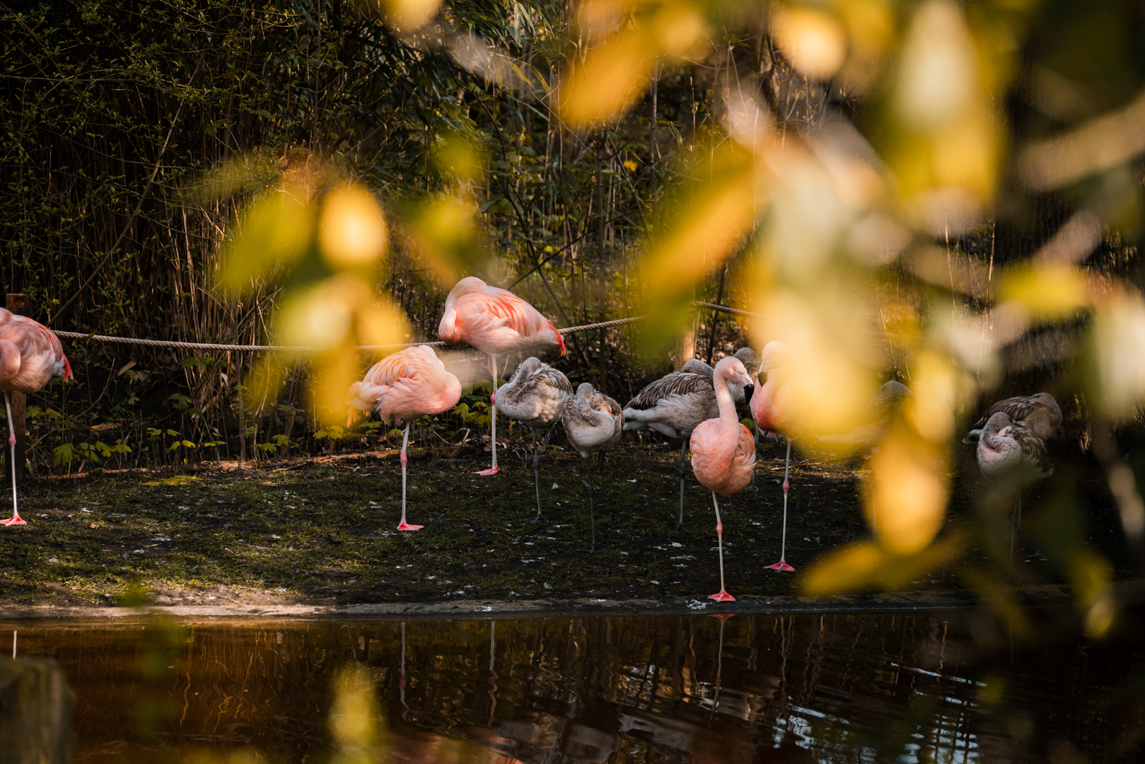 Chilean Flaminos (Phoenicopterus chilensis)