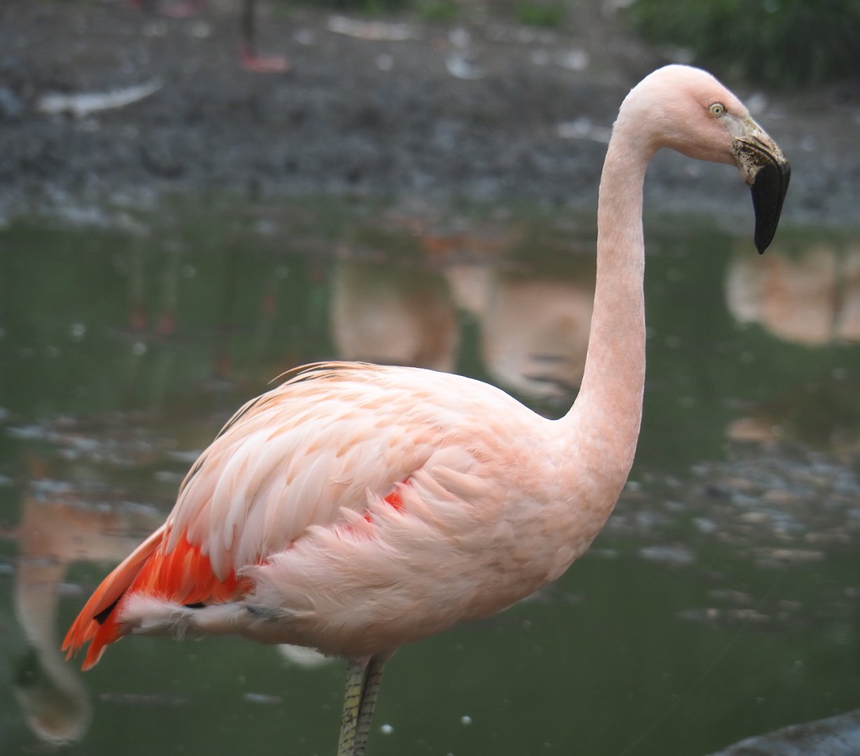 Chilean fllamingo (Phoenicopterus chilensis), 2021-10-10