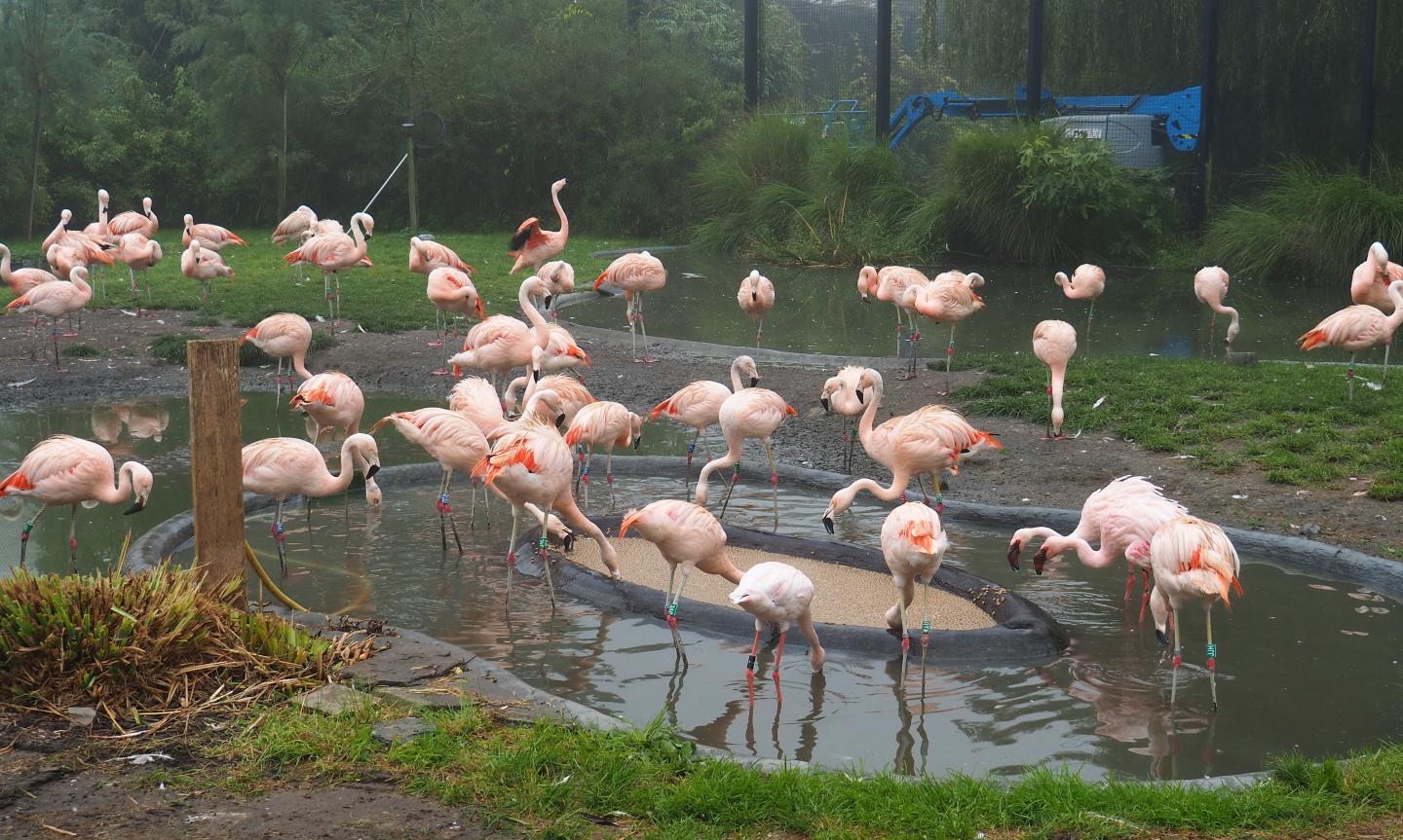Chilean fllamingos (Phoenicopterus chilensis) and Lesser flamingos (Phoeniconaias minor), 2021-10-10