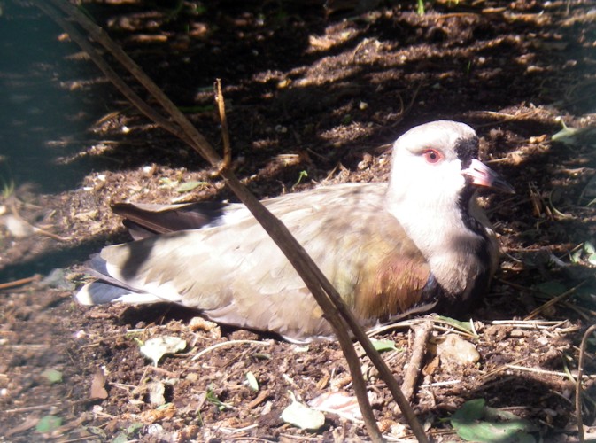 Chilean Lapwing (Vanellus chilensis)