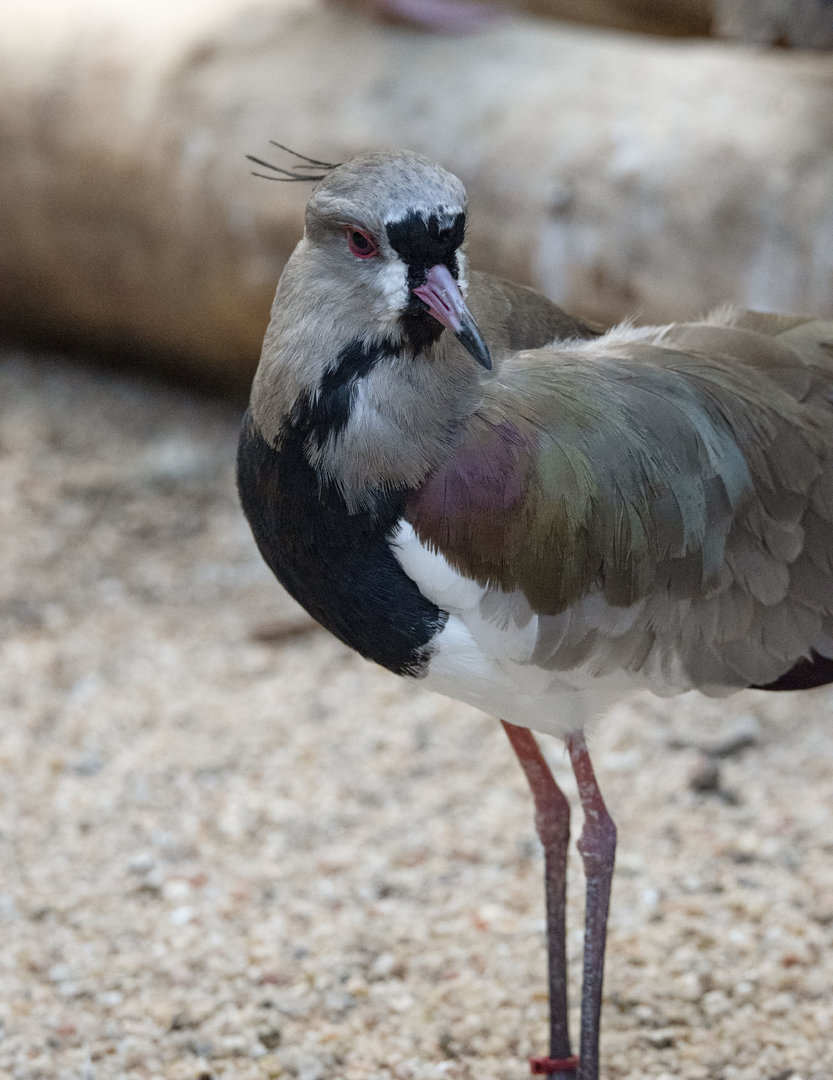 Chilean lapwing (Vanellus chilensis)