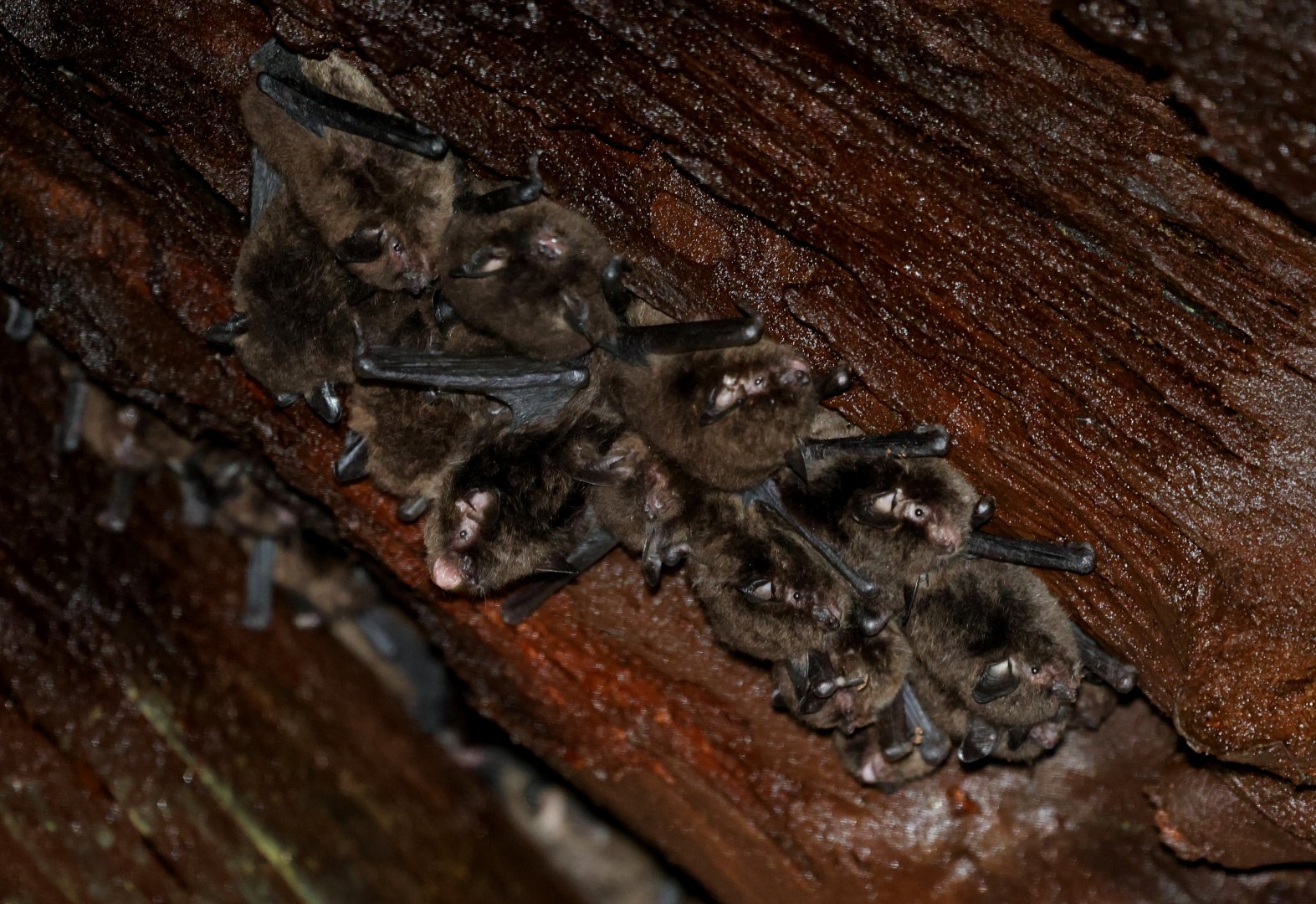 Chilean myotis (Myotis chiloensis)