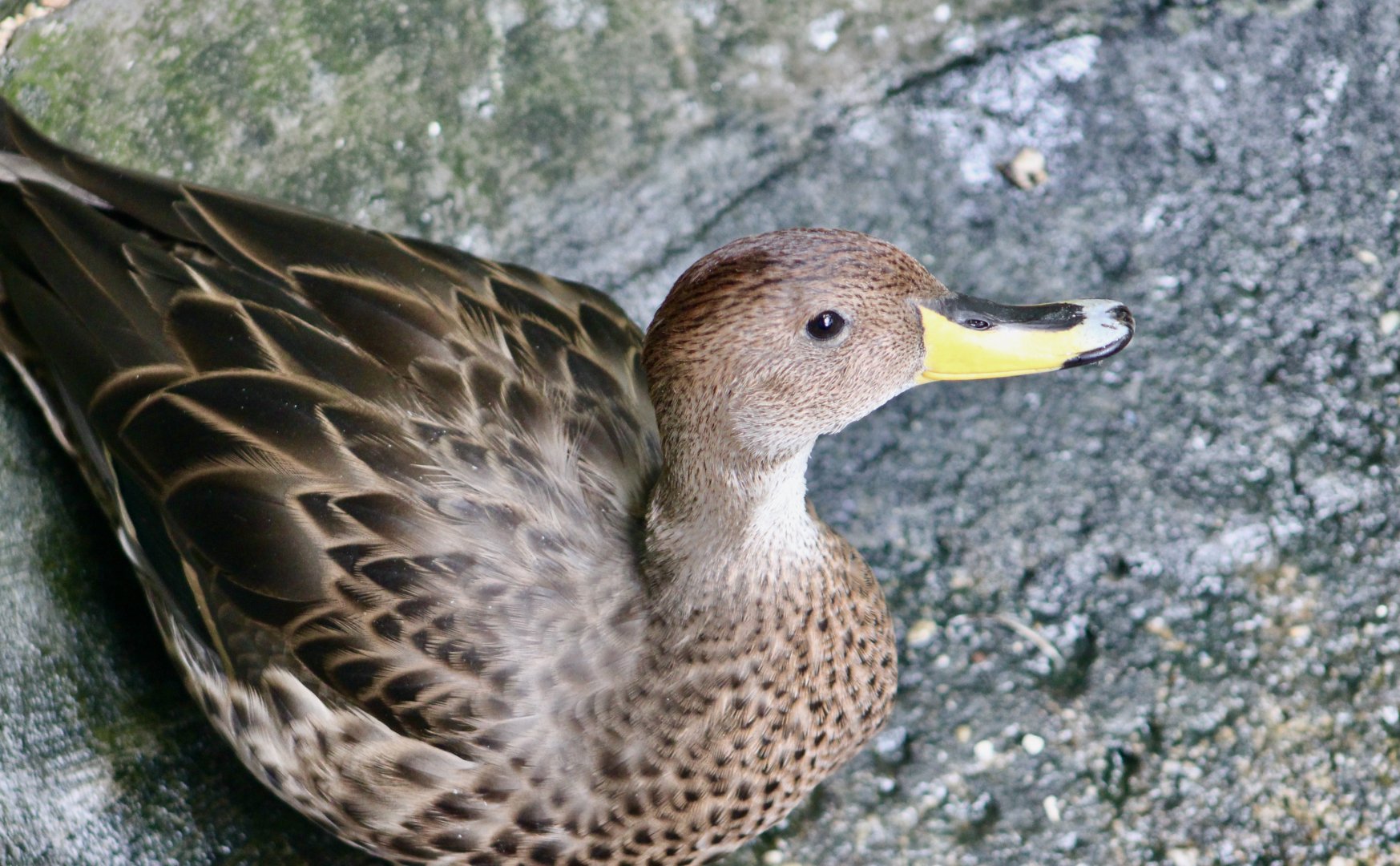 Chilean Pintail (Anas georgica spinicauda)