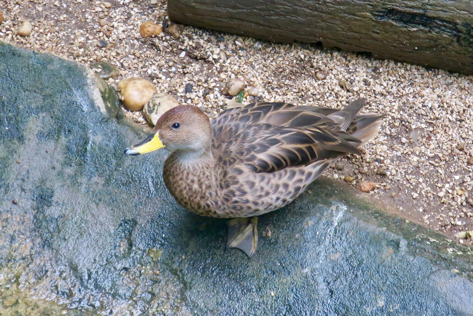 Chilean Pintail (Anas georgica spinicaudata)