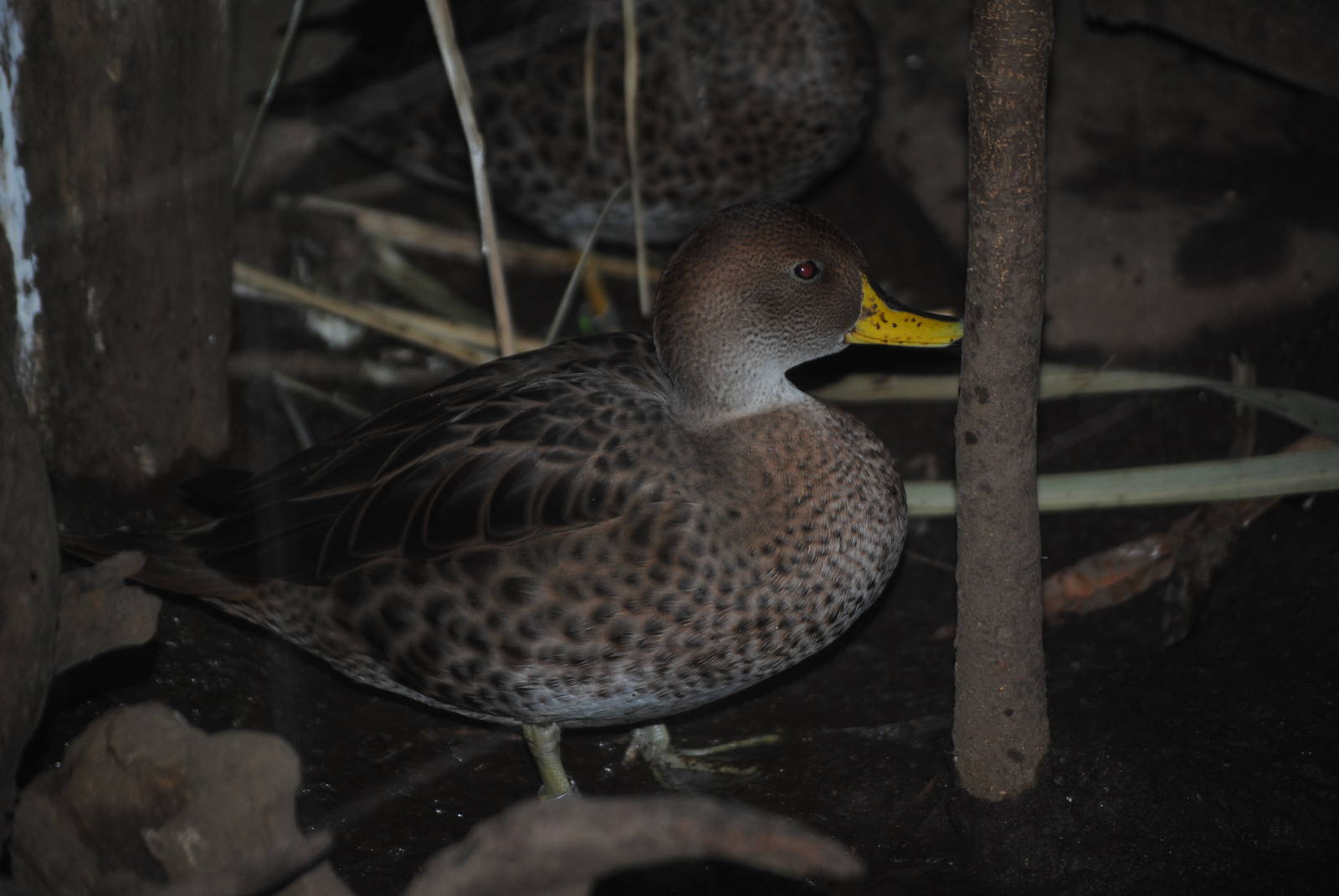 Chilean Pintail