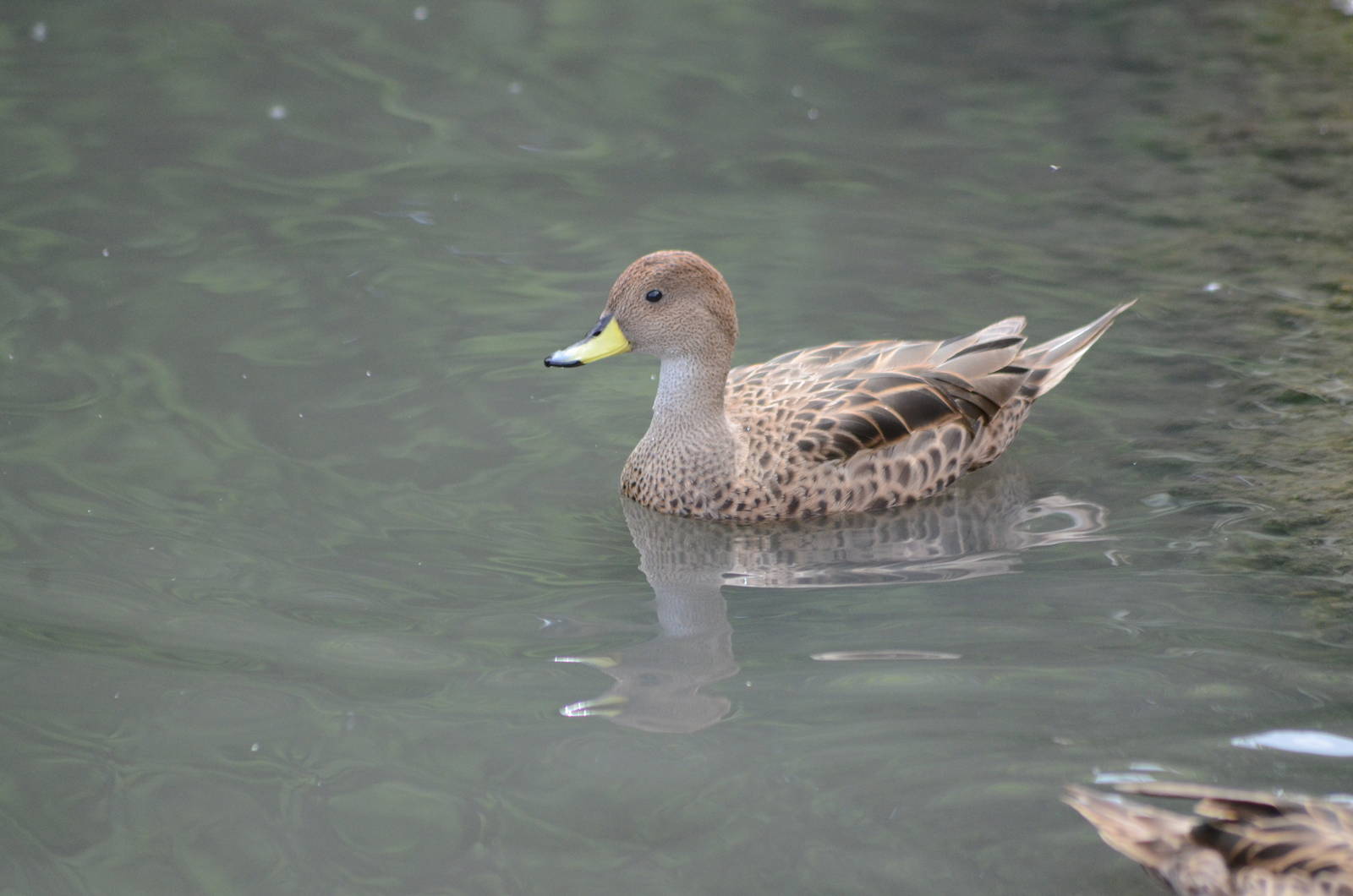Chilean pintail