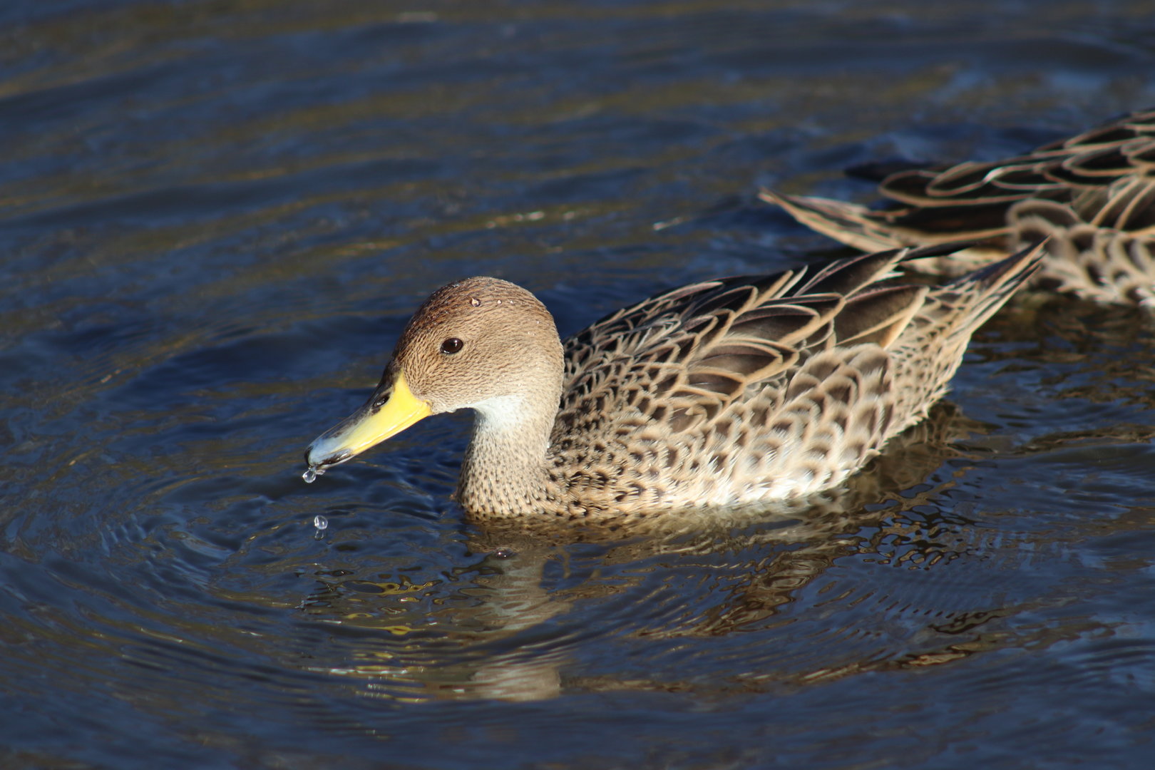 Chilean Pintail