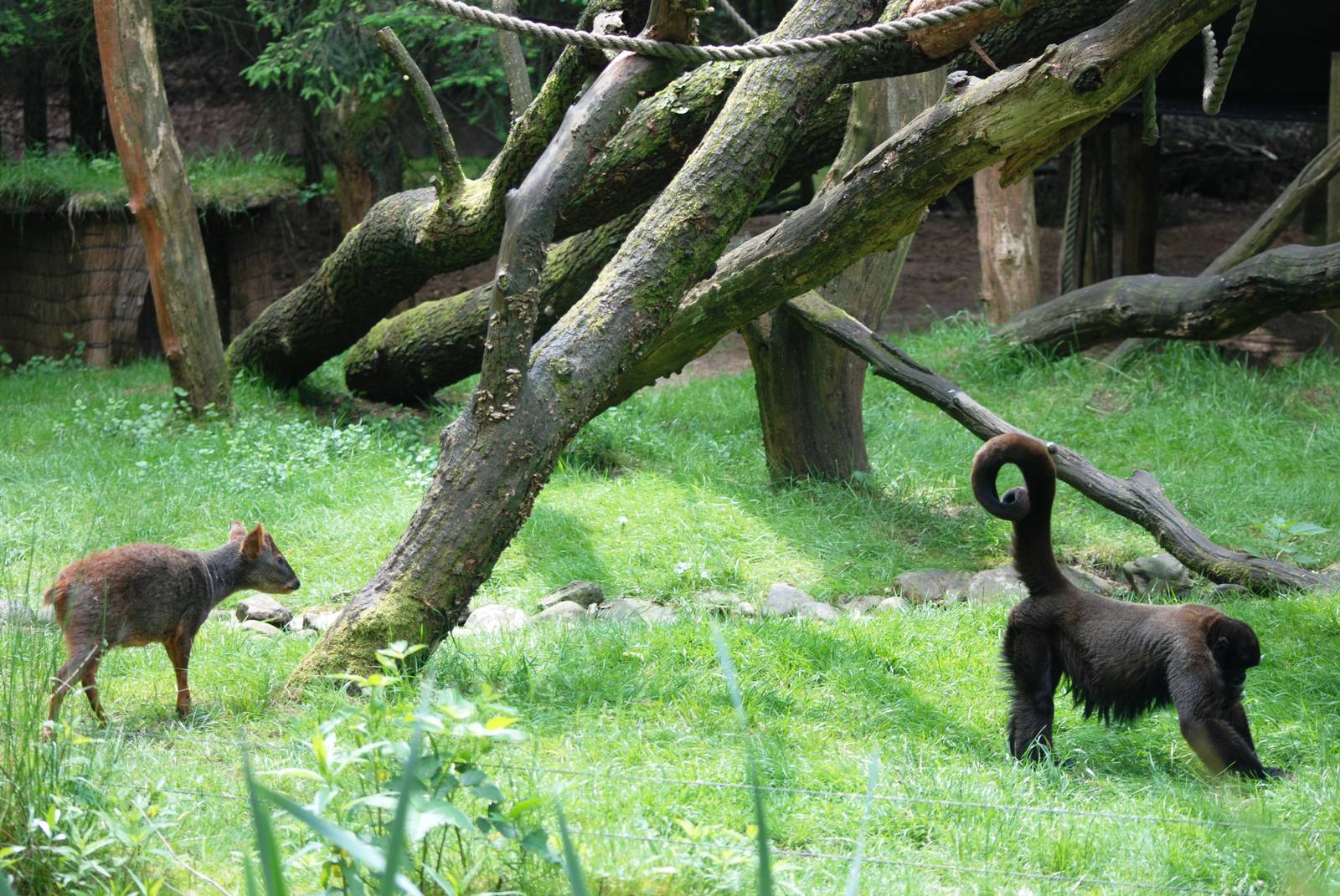 Chilean Pudu and Woolly Monkey at Apenheul, 30/05/12