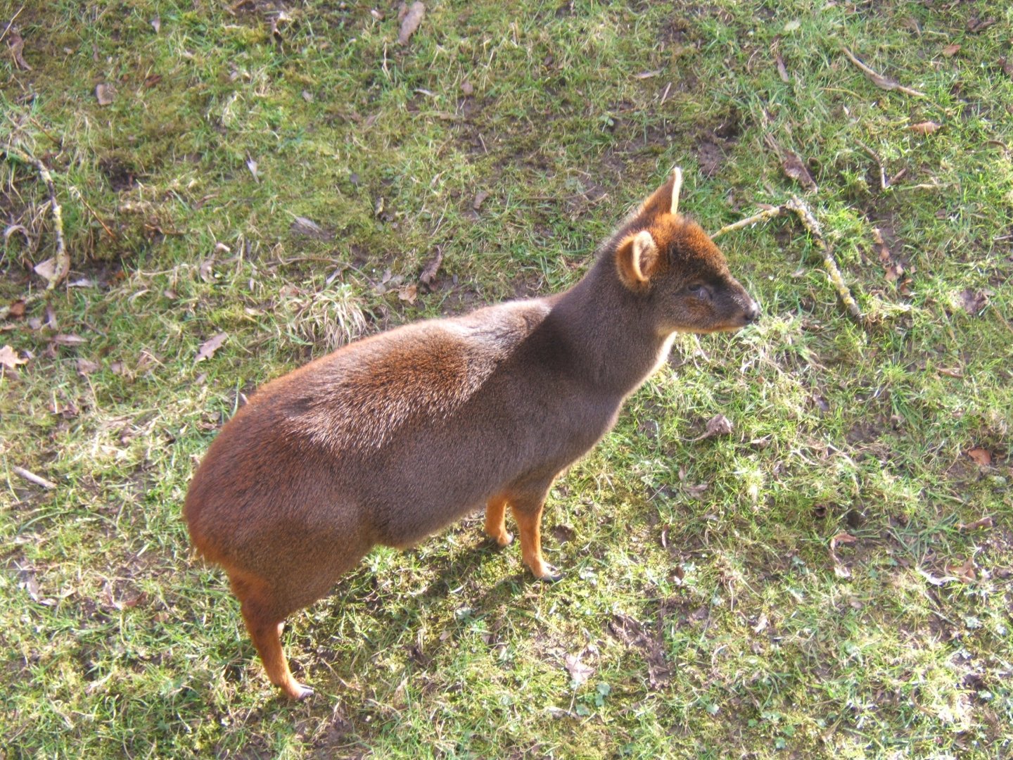 Chilean Pudu and yes it is Bert 17/02/2018