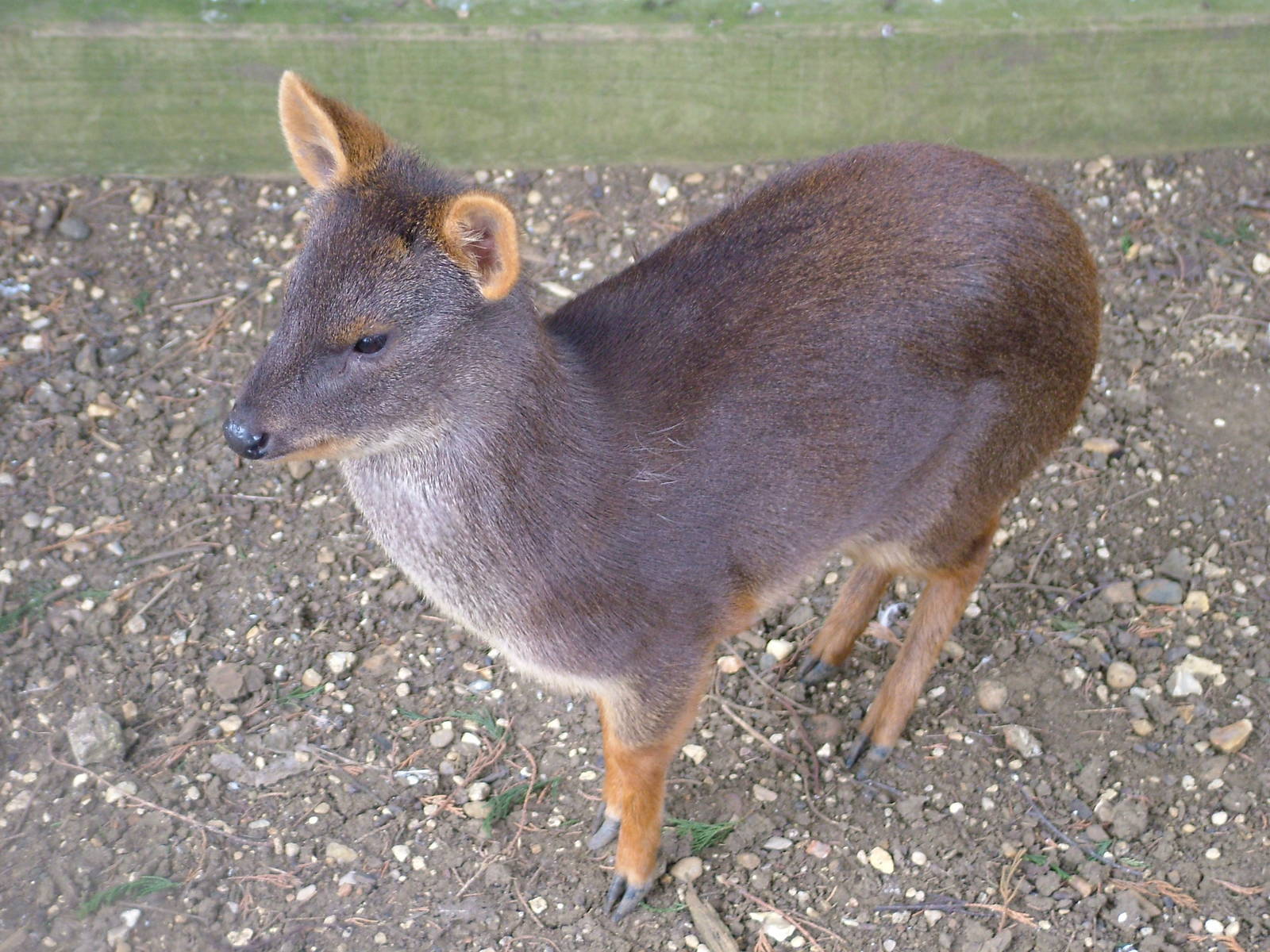 Chilean Pudu at Hamerton 05/04/10