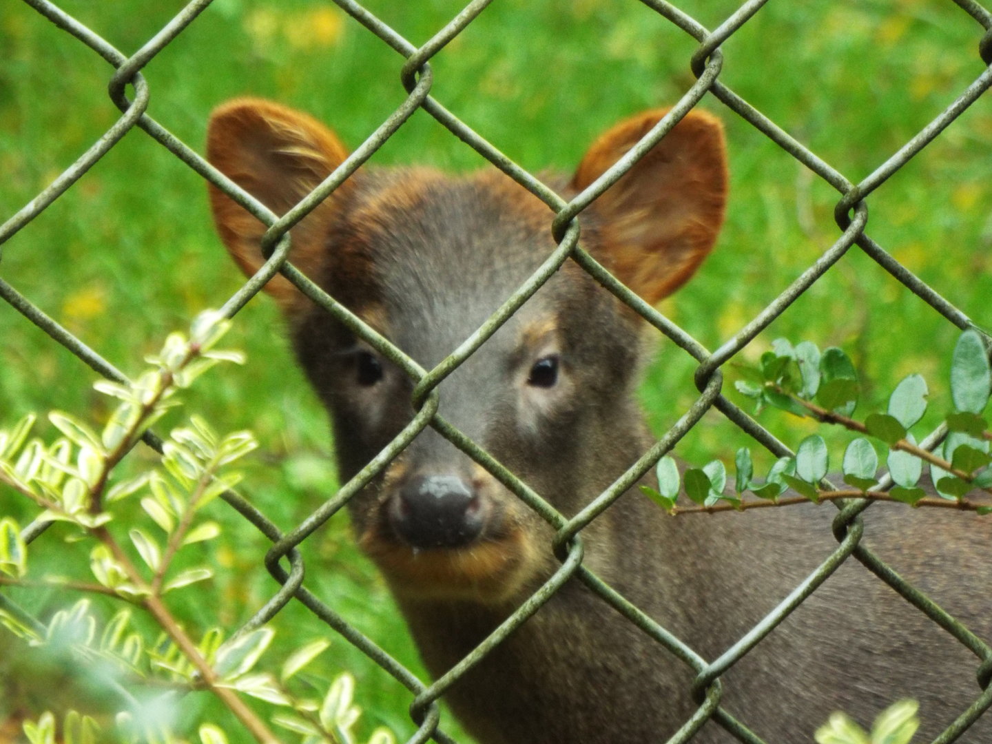 Chilean pudu. Banham Zoological Gardens
