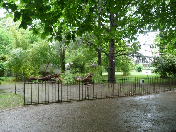 Chilean Pudu enclosure