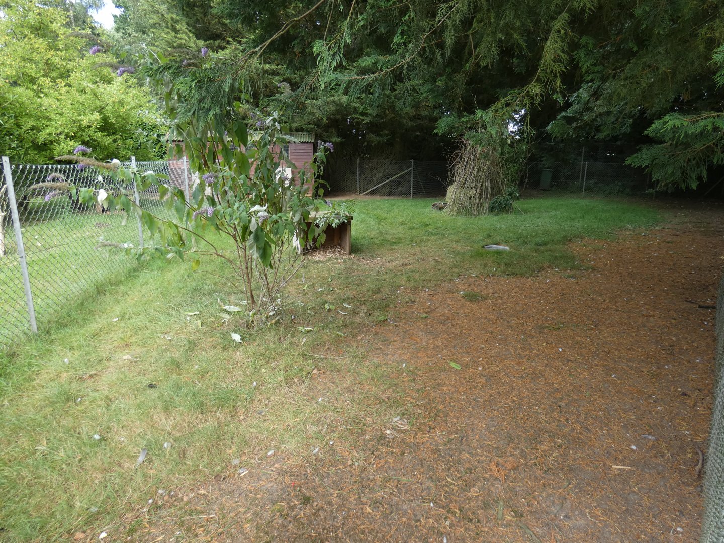 Chilean pudu enclosure