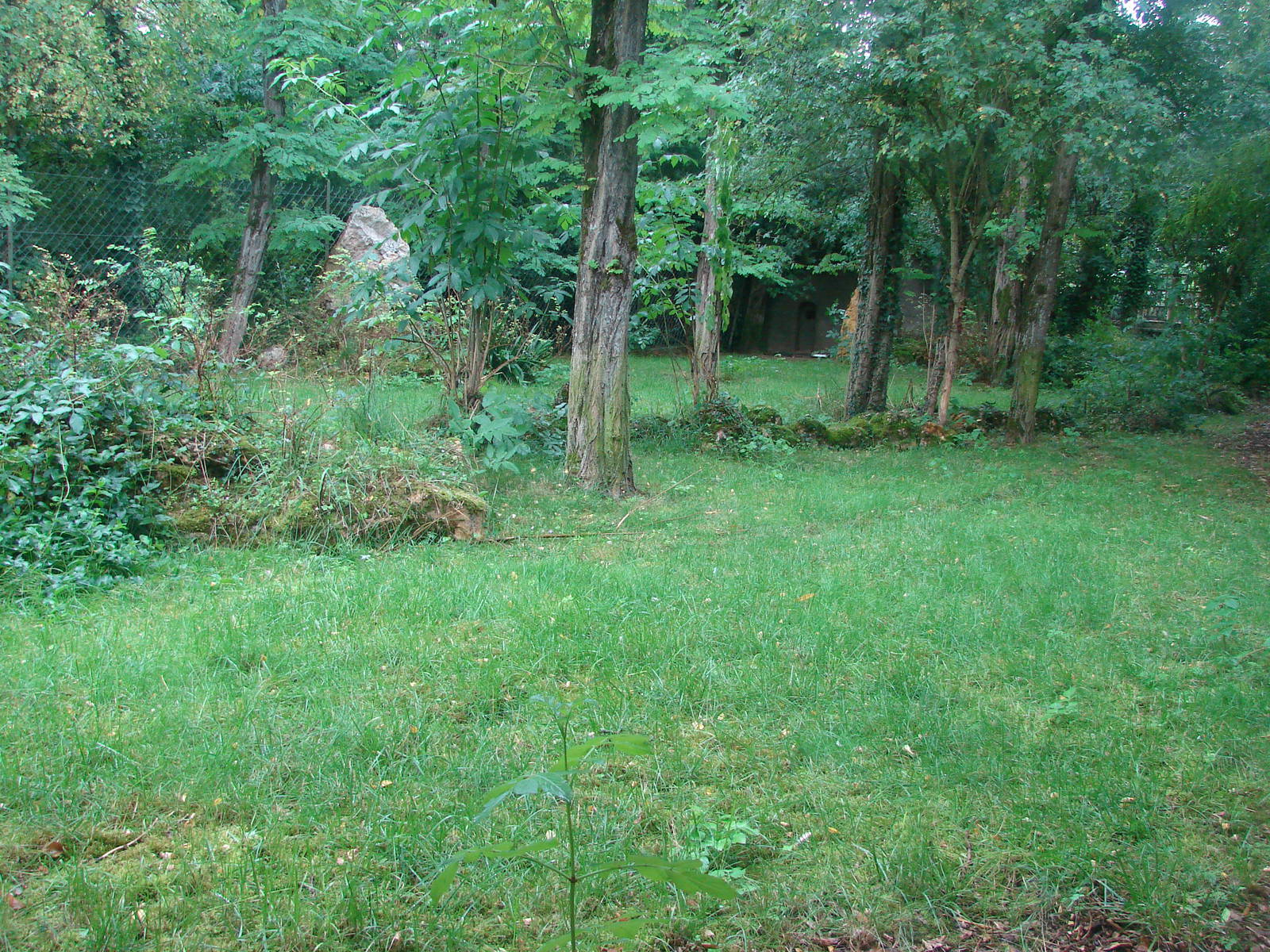 Chilean pudu exhibit