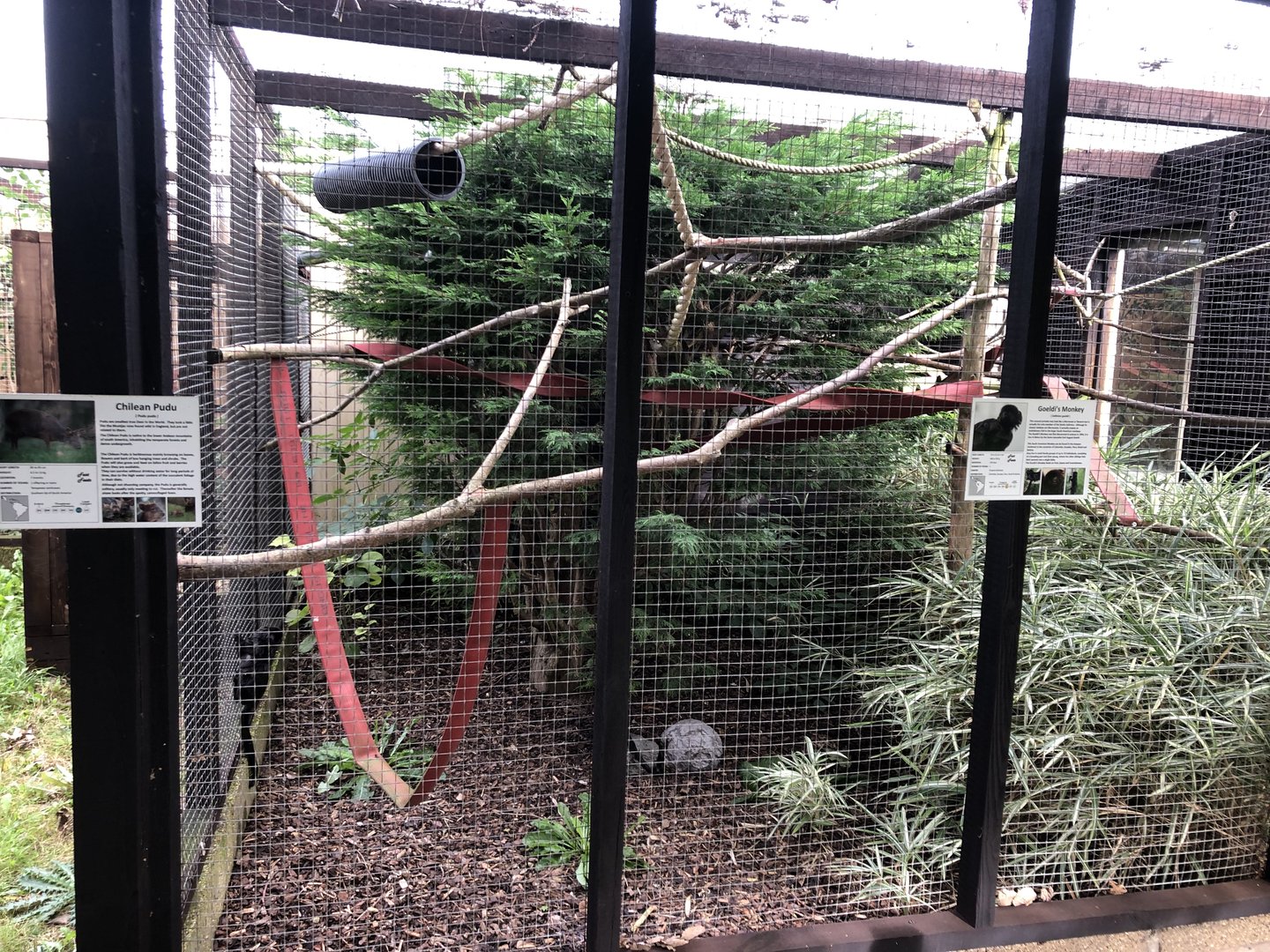 Chilean Pudu / Goeldi's Monkey Enclosure at Hamerton Zoo Park (October 2023)