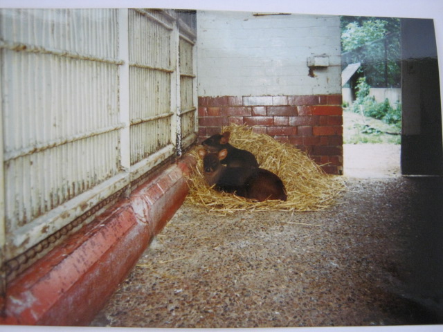 Chilean Pudu in old Stork & Ostrich House. 1990