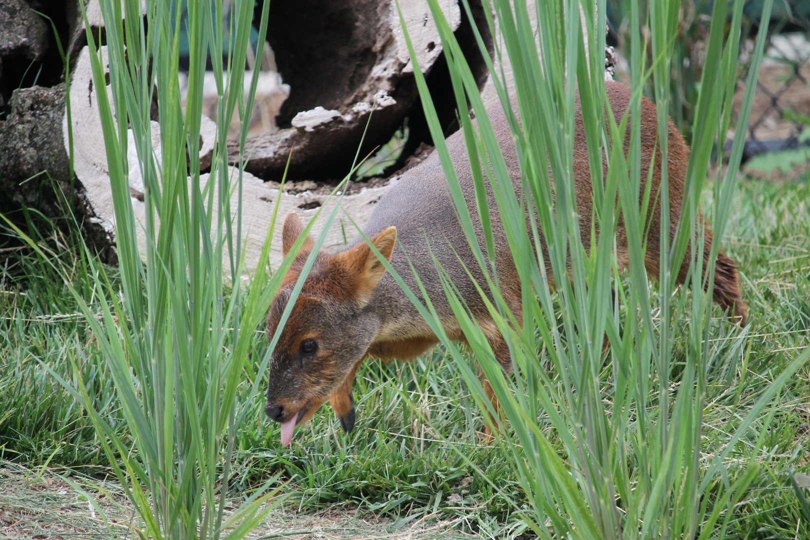 Chilean Pudu (Pudu Puda)
