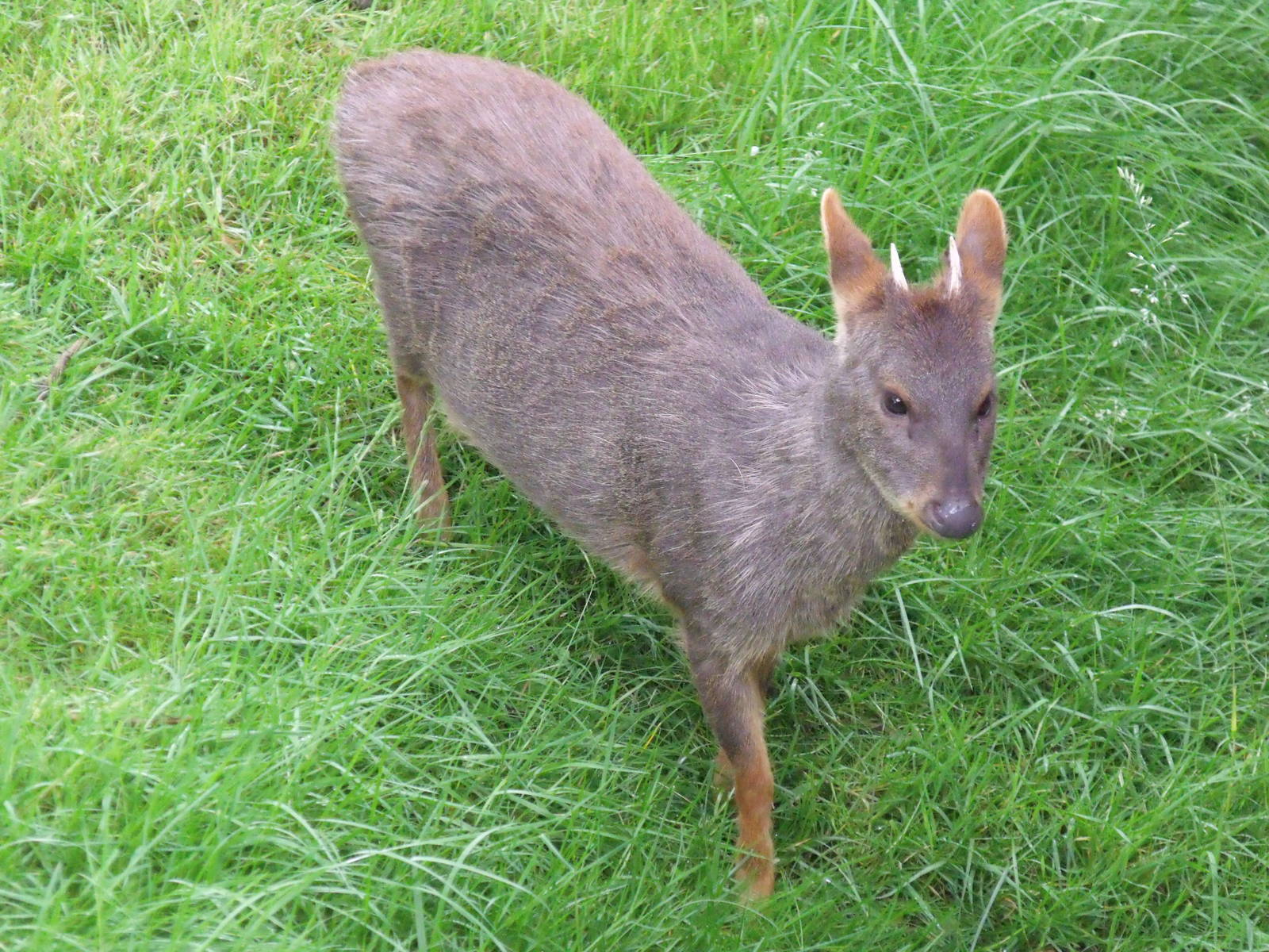 Chilean Pudu